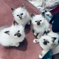 Cuccioli Sacro di Birmania