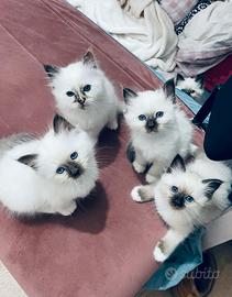 Cuccioli Sacro di Birmania