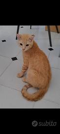 Gattino Milo