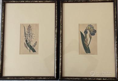 Antiche stamoe botaniche inglesi 1804 con cornice