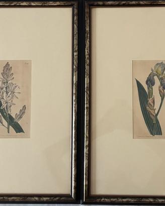 Antiche stamoe botaniche inglesi 1804 con cornice