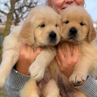 Cuccioli Golden Retriever maschi e femmine con ped