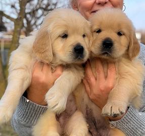 Cuccioli Golden Retriever maschi e femmine con ped