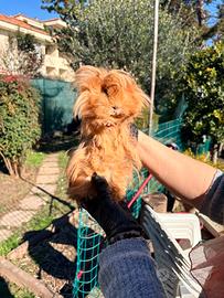 Porcellini d'india coppia giovane