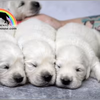 Cuccioli Golden Retriever