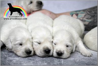 Cuccioli Golden Retriever