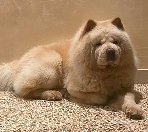 Chow Chow per monta