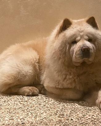Chow Chow per monta