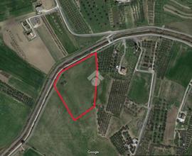 TER. AGRICOLO A CUPELLO