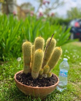 Cactus caudex pianta fiore lotto