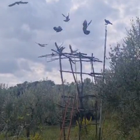 Piccioni volantini cimbelli caccia a colombaccio