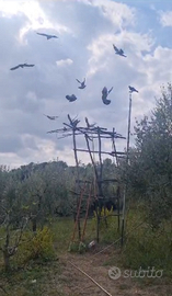 Piccioni volantini cimbelli caccia a colombaccio