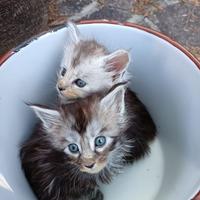 Cucciola gatto razza Maine Coon con pedigree