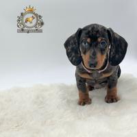 Baby bassottina arlecchino silver