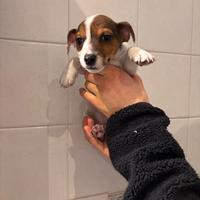 Jack russell terrier zampa corta pedigree enci