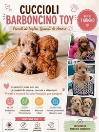 Cuccioli barboncino