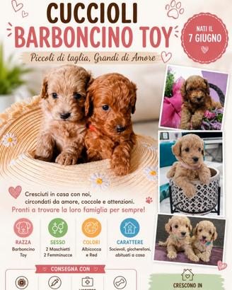 Cuccioli barboncino