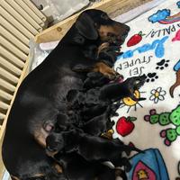 Cuccioli di bassotto nano