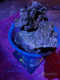 Rocce vive vere Indonesiane molto porose