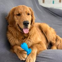 Monta golden retriever americano