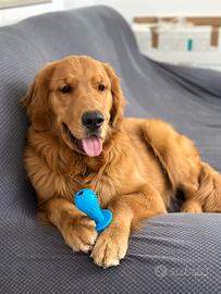 Monta golden retriever americano