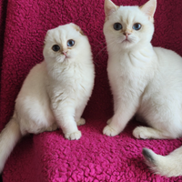 Scottish fold straight pedigree ENFI
