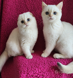 Scottish fold straight pedigree ENFI
