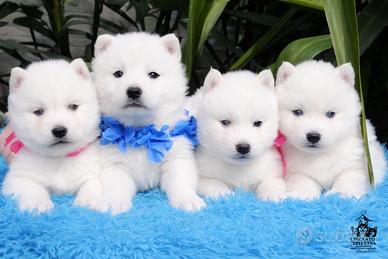 Cuccioli Siberian Husky Total White Pedigree Enci