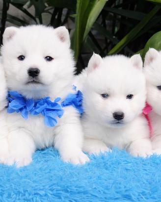 Cuccioli Siberian Husky Total White Pedigree Enci