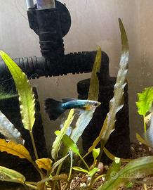 Guppy Half Black Blue