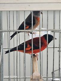 Canarini cardellini major e cardinalini