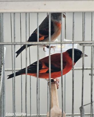Canarini cardellini major e cardinalini