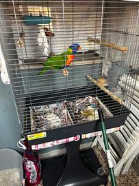 Pappagallo lory arcobaleno