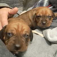 Cuccioli simil bracco