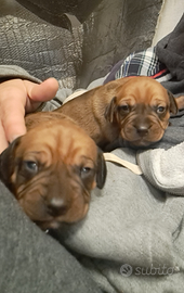 Cuccioli simil bracco