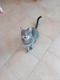 Gatto tigrato