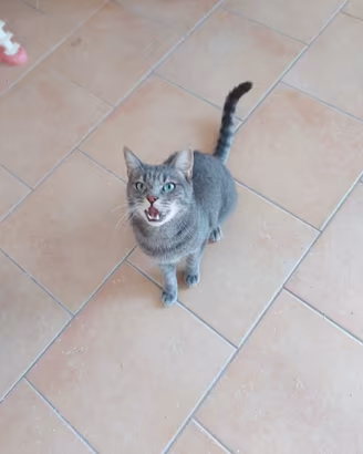 Gatto tigrato