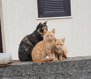 Gattini rossi da adottare