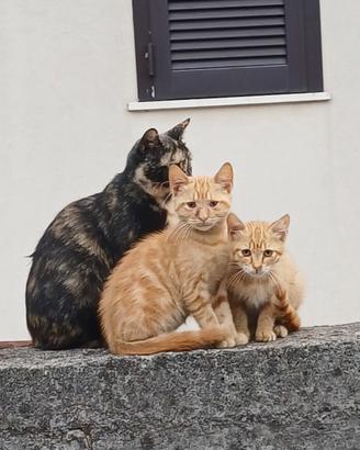Gattini rossi da adottare