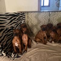 Cuccioli dí Rhodesian-Ridgeback