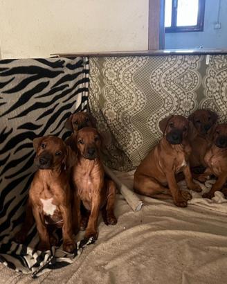 Cuccioli dí Rhodesian-Ridgeback