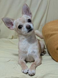 Chihuahua con Pedigree per monta