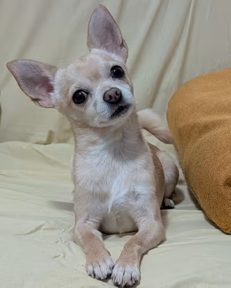Chihuahua con Pedigree per monta