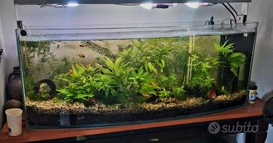 Acquario vetro curvo
