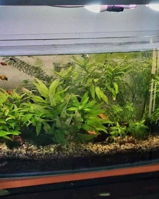 Acquario vetro curvo