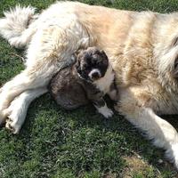 Cuccioli pastore dell'Asia centrale