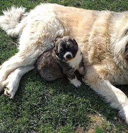 Cuccioli pastore dell'Asia centrale
