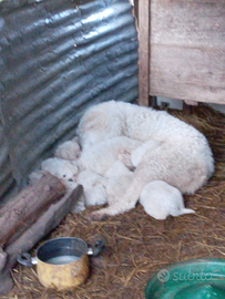 Cucciolo Pastore abruzzese maremmano