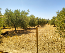 Terreno con piccolo fabbricato e trattore