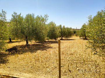Terreno con piccolo fabbricato e trattore